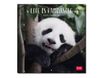 Legami - Calendrier mensuel 2024 - 18 x 18 cm - life is pandastic