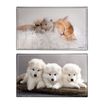 Sous-main Animaux Chaton + Chiots - 59,5 x 36,2 cm - Assortis - Viquel