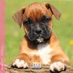 Calendrier mensuel 16x16 cm - 16 mois - Chiots