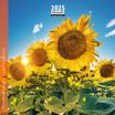 Calendrier mensuel 16x16 cm - 16 mois - Tournesols