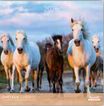 Calendriers 30x30cm 16 mois Aquarupella - Chevaux