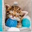 Calendrier 16x16cm 16 mois Aquarupella - Chatons