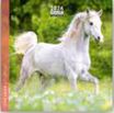 Calendrier 16x16cm 16 mois Aquarupella - Chevaux