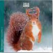 Calendrier 16x16cm 16 mois Aquarupella - Ecureuils