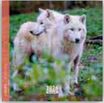 Calendrier 16x16cm 16 mois Aquarupella - Loups