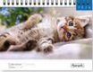 Calendrier chevalet 16x18cm 12 mois Aquarupella -Chats