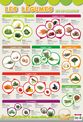 Poster pédagogique Légumes - 52 x 76 cm - Bouchut