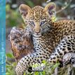 Calendrier mensuel 30 x 30 cm - Bébés animaux - 16 mois - Aquarupella