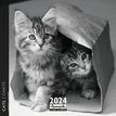 Calendrier mensuel 30 x 30 cm - Chats Noir&Blanc - 16 mois - Aquarupella