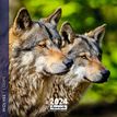 Calendrier mensuel 30 x 30 cm - Loups - 16 mois - Aquarupella