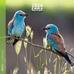 Calendrier mensuel 30 x 30 cm - Oiseaux - 16 mois - Aquarupella