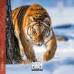 Calendrier mensuel 30 x 30 cm - Tigres - 16 mois - Aquarupella