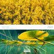 Calendrier mensuel Prestige 30 x 30 cm - Nature - 16 mois - Aquarupella