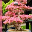 Calendrier mensuel 16 x 16 cm - bonsaï - 16 mois - Aquarupella