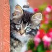 Calendrier mensuel 16 x 16 cm - chatons - 16 mois - Aquarupella