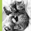 Calendrier mensuel 16 x 16 cm - chats noir&blanc - 16 mois - Aquarupella