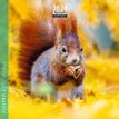 Calendrier mensuel 16 x 16 cm - écureuils - 16 mois - Aquarupella
