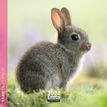 Calendrier mensuel 16 x 16 cm - lapins - 16 mois - Aquarupella