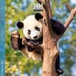 Calendrier mensuel 16 x 16 cm - pandas - 16 mois - Aquarupella