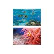 3135251384870-Viquel - Sous-main Poisson-clown ou Requin - 59,5 x 36,2 cm-P_405114927_1-0