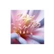 3592930027273-Calendrier illustré BOUCHUT 15 x 15 cm FLEURS Pefc 70 %-P_405121457_14-13