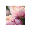3592930027273-Calendrier illustré BOUCHUT 15 x 15 cm FLEURS Pefc 70 %-P_405121457_15-6