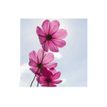 3592930027273-Calendrier illustré BOUCHUT 15 x 15 cm FLEURS Pefc 70 %-P_405121457_2-5