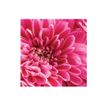 3592930027273-Calendrier illustré BOUCHUT 15 x 15 cm FLEURS Pefc 70 %-P_405121457_4-15