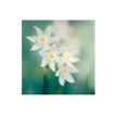3592930027273-Calendrier illustré BOUCHUT 15 x 15 cm FLEURS Pefc 70 %-P_405121457_5-11