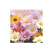 3592930027273-Calendrier illustré BOUCHUT 15 x 15 cm FLEURS Pefc 70 %-P_405121457_9-7
