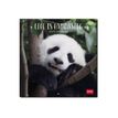 8051128759877-Legami - Calendrier mensuel 2024 - 18 x 18 cm - life is pandastic -P_405143140_2-0