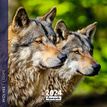3494150148342-Calendrier mensuel 30 x 30 cm - Loups - 16 mois - Aquarupella-P_405150035_1-0