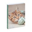 Agenda Animaux - 1 jour par page - 12 x 17 cm - chaton - Exacompta