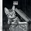 3494150160252-Calendrier mensuel 30x30 cm - 16 mois - Chats N&B-P_405186516_1-0