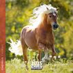 3494150160269-Calendrier mensuel 30x30 cm - 16 mois - Chevaux-P_405186517_1-0