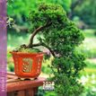3494150160801-Calendrier mensuel 16x16 cm - 16 mois - Bonsaï-P_405186565_1-0