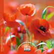 3494150160870-Calendrier mensuel 16x16 cm - 16 mois - Coquelicots-P_405186572_1-0
