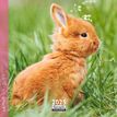 3494150160962-Calendrier mensuel 16x16 cm - 16 mois - Lapins-P_405186578_1-0
