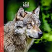 3494150160979-Calendrier mensuel 16x16 cm - 16 mois - Loups-P_405186579_1-0