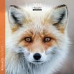 3494150161075-Calendrier mensuel 16x16 cm - 16 mois - Renards-P_405186588_1-0