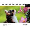 3494150161365-Calendrier mensuel à spirales 16x18 cm - Chats-P_405186593_1-0