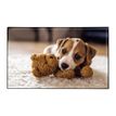 3135251384702-Sous-main Animaux Chaton + Chiot - 59,5 x 36,2 cm - Assortis - Viquel-P_405226459_3-2