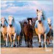 3494150173825-Calendriers 30x30cm 16 mois Aquarupella - Chevaux--0