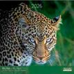 3494150173948-Calendriers 30x30cm 16 mois Aquarupella - Félins--0