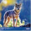 3494150174037-Calendriers 30x30cm 16 mois Aquarupella - Loups--0