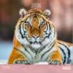 3494150174228-Calendriers 30x30cm 16 mois Aquarupella - Tigres --0