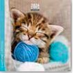 3494150174389-Calendrier 16x16cm 16 mois Aquarupella - Chatons--0