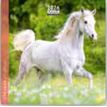 3494150174402-Calendrier 16x16cm 16 mois Aquarupella - Chevaux--0