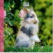 3494150174501-Calendrier 16x16cm 16 mois Aquarupella - Lapins--0