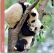 3494150174549-Calendrier 16x16cm 16 mois Aquarupella - Pandas--0